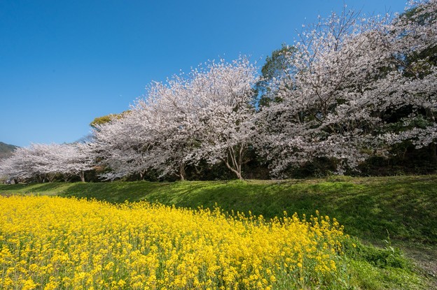 写真: 水城跡の桜と菜の花♪