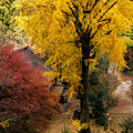 写真: 熊本　山鹿　康平寺の紅葉♪