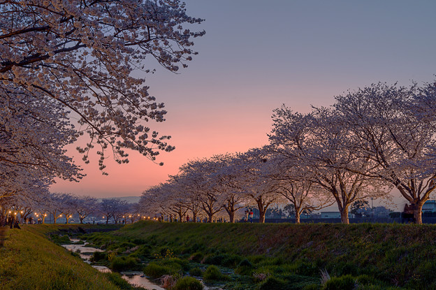 写真: 草場川桜並木ライトアップ♪