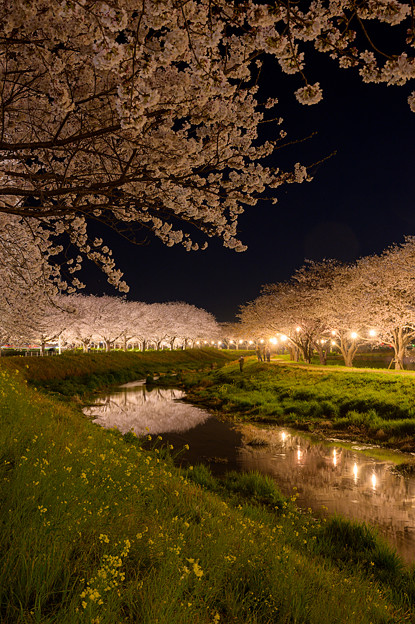 写真: 草場川桜並木ライトアップ♪