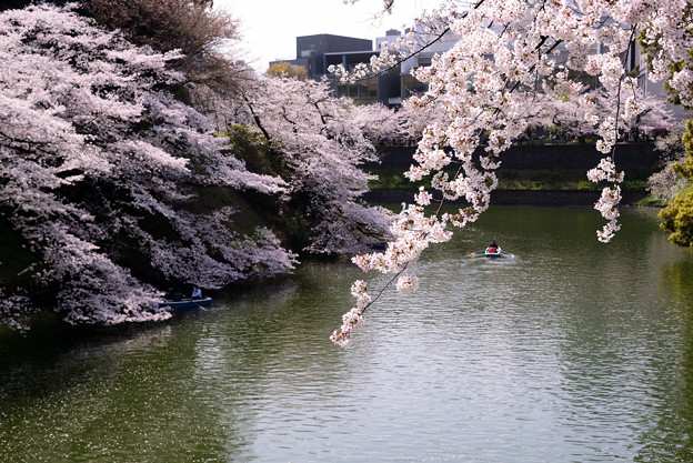 写真: 桜15
