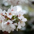 写真: 桜20