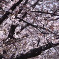 写真: 桜10