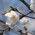 写真: 桜11