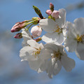 写真: 桜14