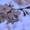 桜15
