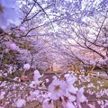 写真: 桜・幻想