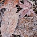 写真: 秋から冬へ