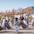 写真: 四日市よさこい祭りプレイベント　波桜