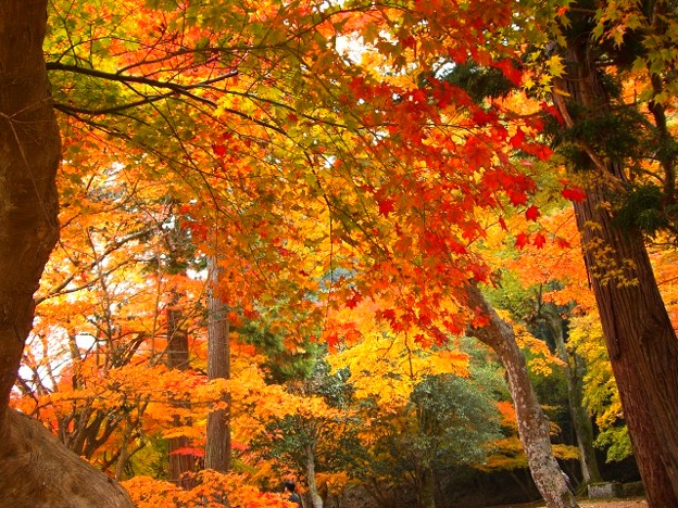 写真: 秋の公園