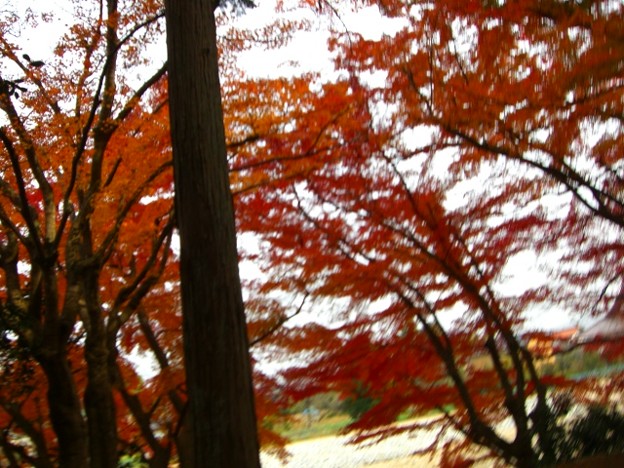 写真: 秋の公園