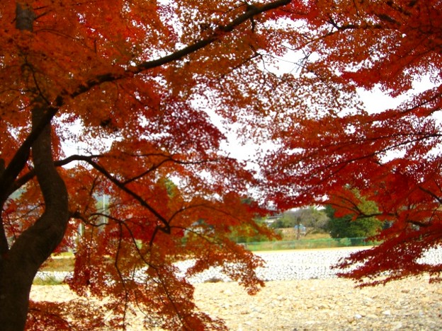 写真: 公園の秋