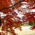 写真: 公園の秋