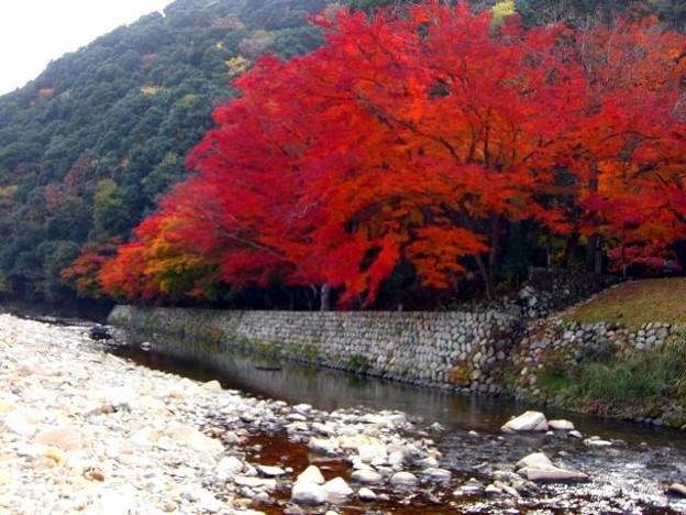 写真: 川と紅葉