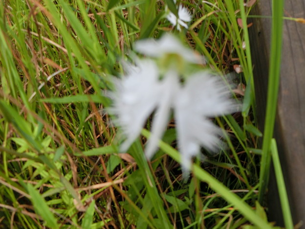 写真: 湿原に咲いた花