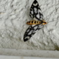 写真: 蝶の一種かしら
