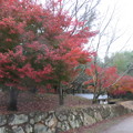 写真: 秋公園