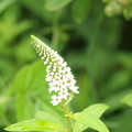 写真: 白い小さな花
