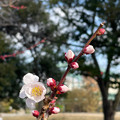 写真: 梅開花