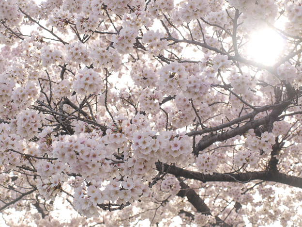 写真: 光と桜