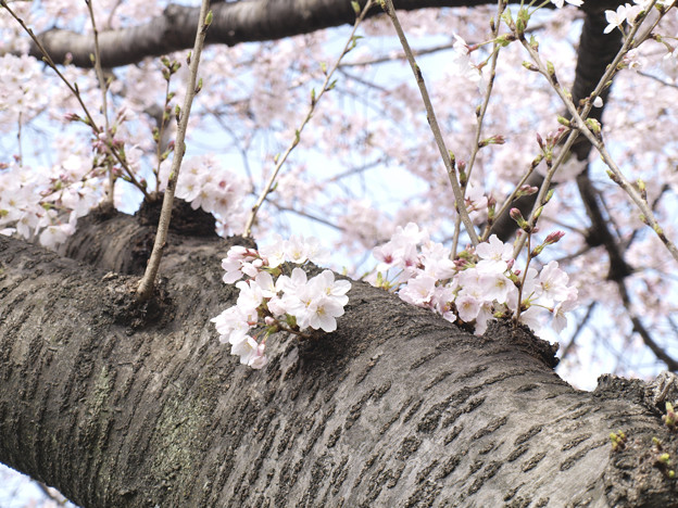 写真: 幹に咲く桜花