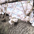 写真: 幹に咲く桜花