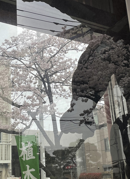 写真: 仁王像と桜
