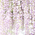 写真: 藤の花