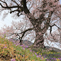 写真: 春の色