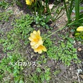 写真: 春の庭
