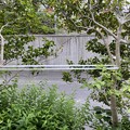 写真: 2021.4.23　垣根の山茶花の枝寄せ