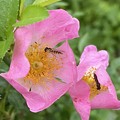 写真: 2021.5.18　蔓薔薇と蜂