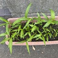写真: 2021.10.4　茎を挿して育った空心菜
