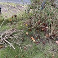 写真: 2021.10.17　フェンス際のアベリア(ツクバネウツギ)の枯枝２