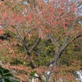 写真: 2021.11.14　公園の桜(家から写す1)