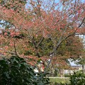 写真: 2021.11.14　公園の桜(家から写す2)