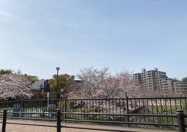 写真: 2022.3.25　野間大池の桜