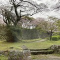 写真: 2022.3.31　福岡城址の桜1