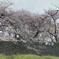 写真: 2022.3.31　福岡城址の桜2