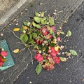 写真: 2022.4.8　肥後椿 熊谷の花柄切り