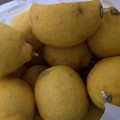 2022.4.13　Ｈさん宅のレモンの収穫