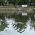 写真: 2022.5.15　池と白鳥