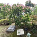 写真: 2022.5.20　スモークツリー／ハグマノキ(白熊の木)