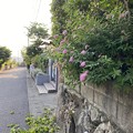 写真: 2022.5.22　垣根の山茶花の剪定