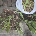 写真: 2022.9.28　街路樹花壇 ジャーマンアイリスの枯葉取り