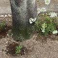 写真: 2023.5.26　新規街路樹花壇に花を植える下
