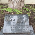 2023.6.7　風よ　緑よ　福岡市制施行90周年記念　 市の木　くすのきup