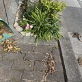写真: 2024.03.22　街路樹花壇西３　花壇の枯葉と道路の落葉と側溝蓋の穴にたまった枯葉