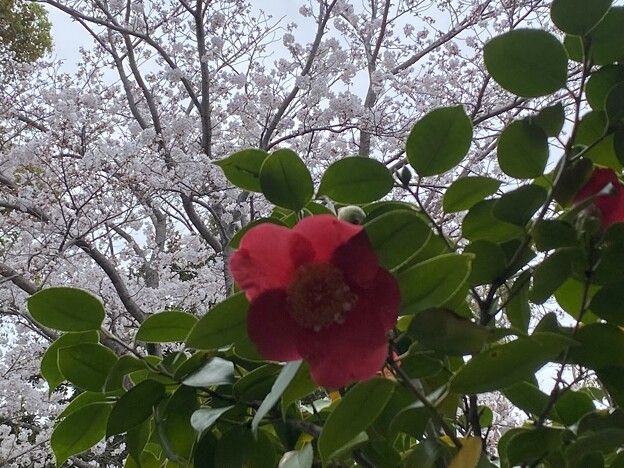 写真: 2024.04.02　公園の桜と我が家の椿 熊谷