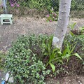 写真: 2024.04.06　街路樹花壇東１の紫蘭の掘り起こし